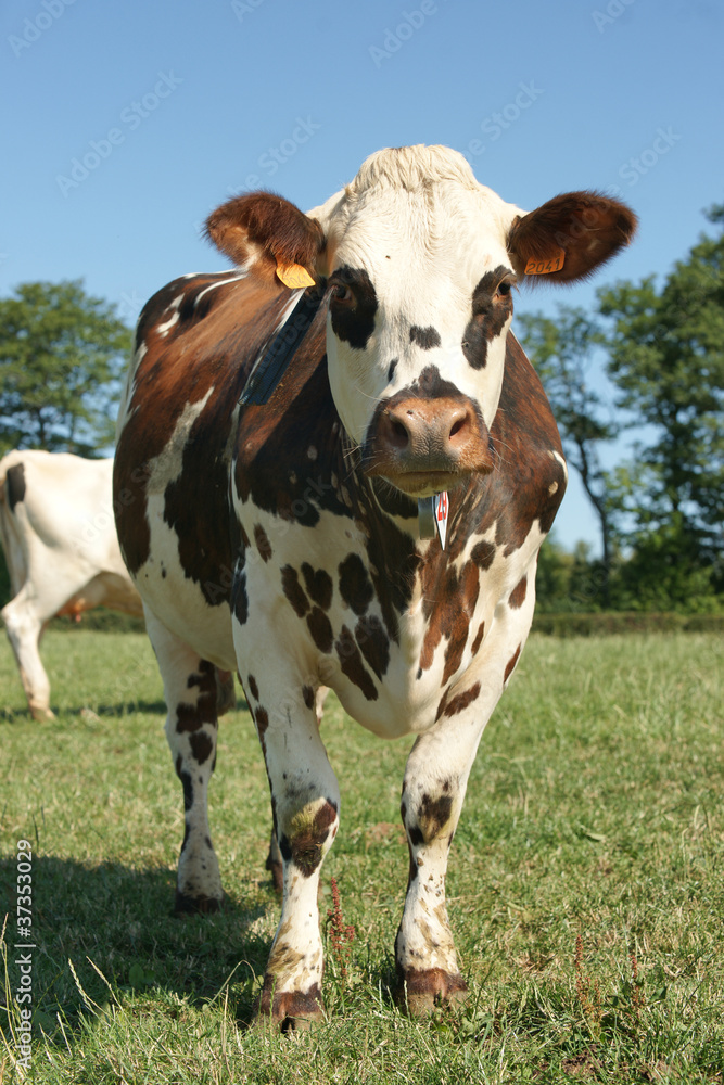 animal ferme vache 106 animal ferme vache 106