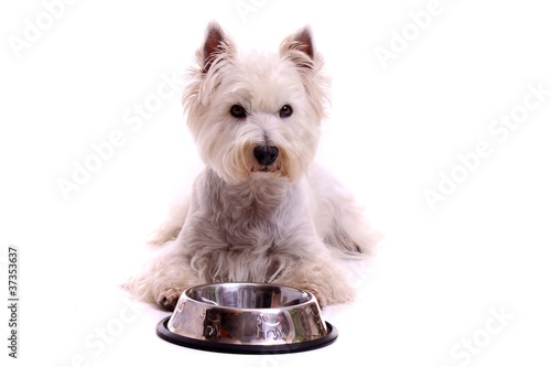 liegender Hund Westie mit Futternapf photo