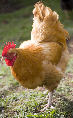 Backlit rooster