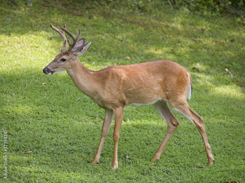 Drooling six pointer © Guy Sagi