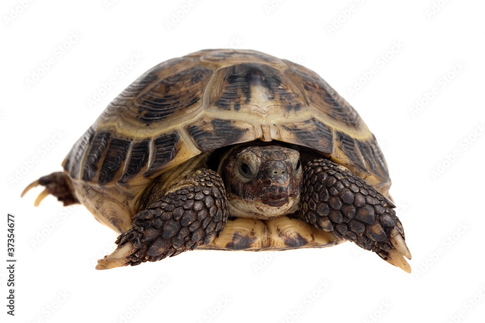 Naklejka premium tortoise close-up