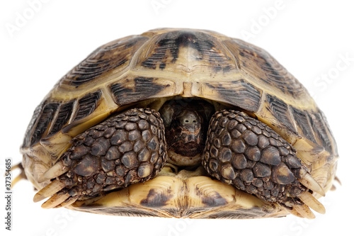 hiding tortoise
