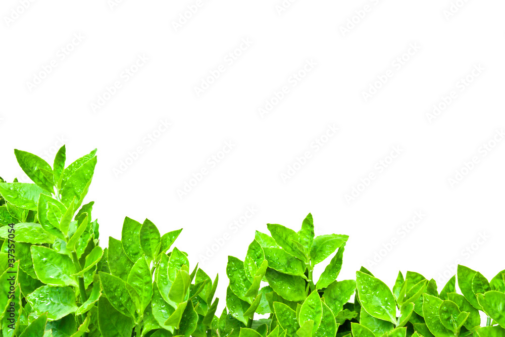 Frame from green leafs isolated Frame from green leafs isolated