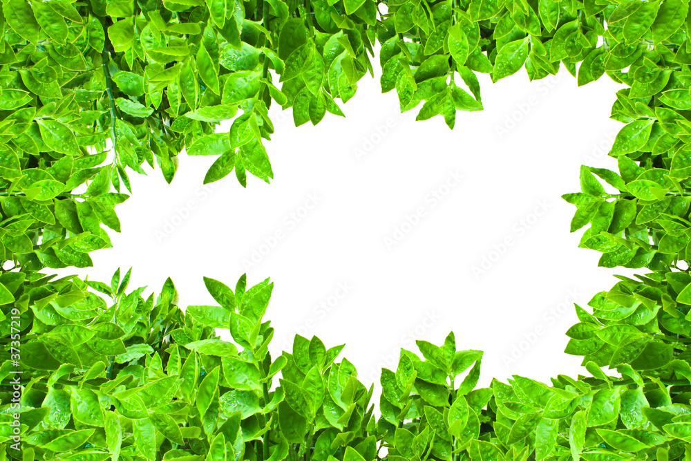 Obraz premium Frame from green leafs isolated