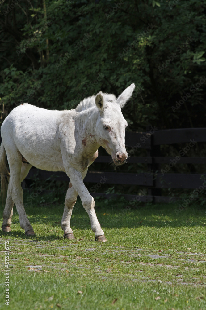 Obraz premium verletzter Esel