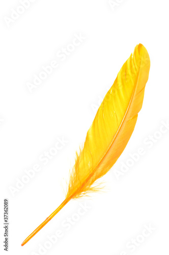 Orange  feather isolated on white background