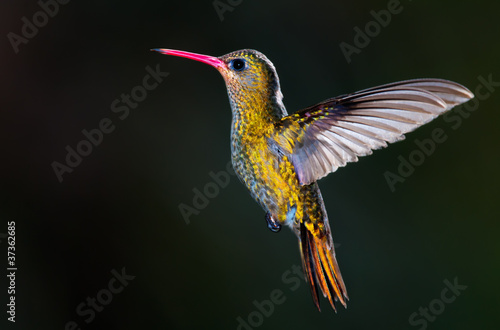 Gilded Hummingbird, (Hylocharis chrysura). #37362685