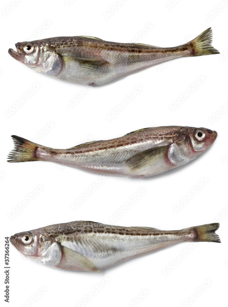 ハタハタの物撮り ハタハタの物撮り