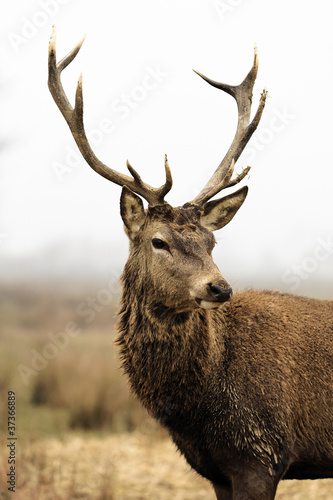 Obraz na plátně deer in morning fog
