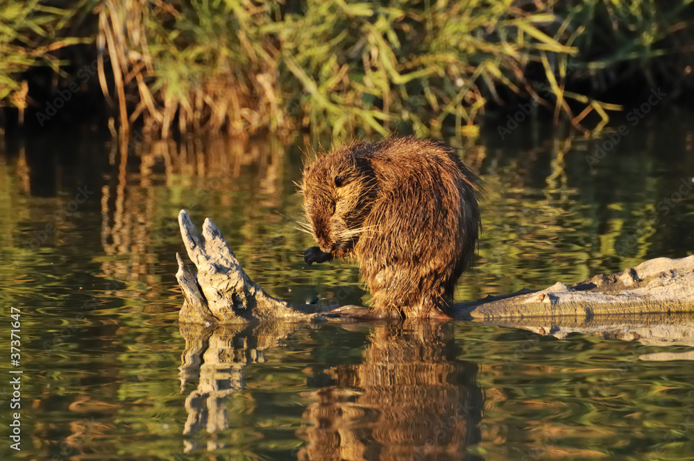 Coypu cleaning its forepaw Coypu cleaning its forepaw