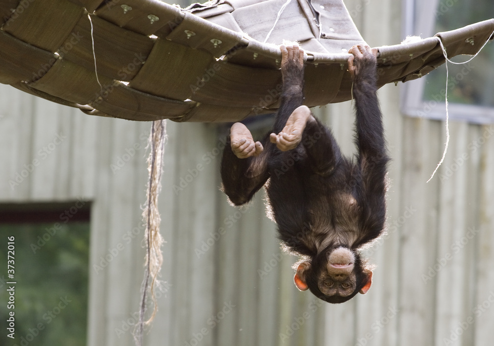 Playing chimpanzee - obrazy, fototapety, plakaty 