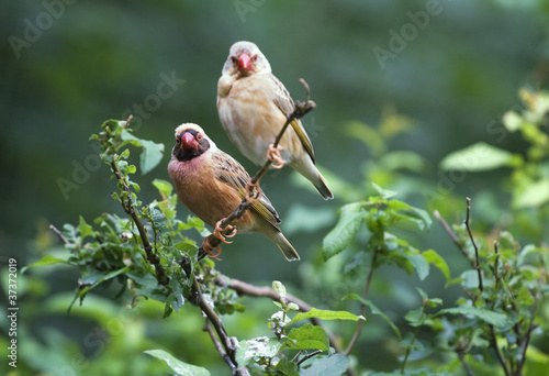 Red-billed quelea photo