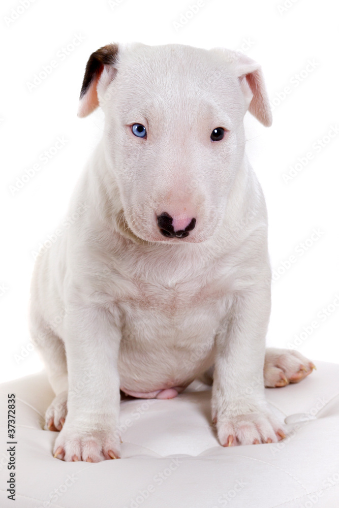 Bullterrier puppy - studio portrait