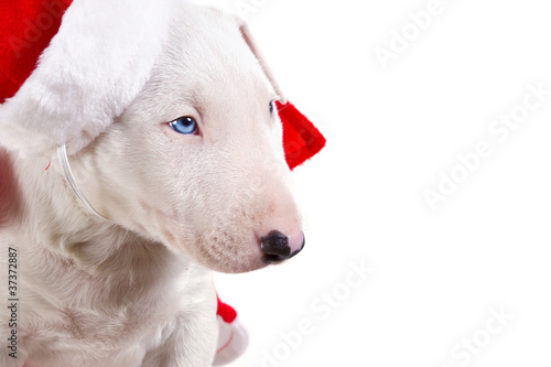Bullterrier puppy in Santa suit over white