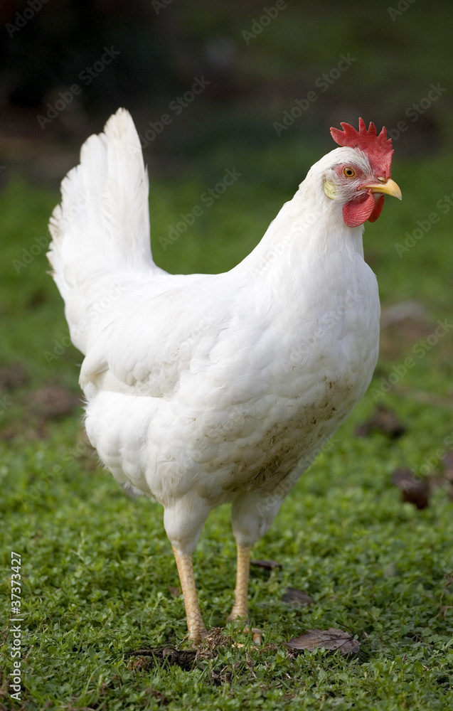 Free ranging white chicken hen on a green field 