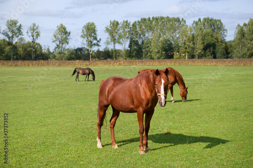 Brown horses © Ivonne Wierink