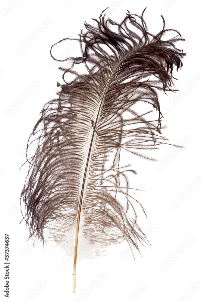 Фотография Ostrich feather