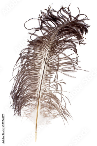 Картината върху платно Ostrich feather