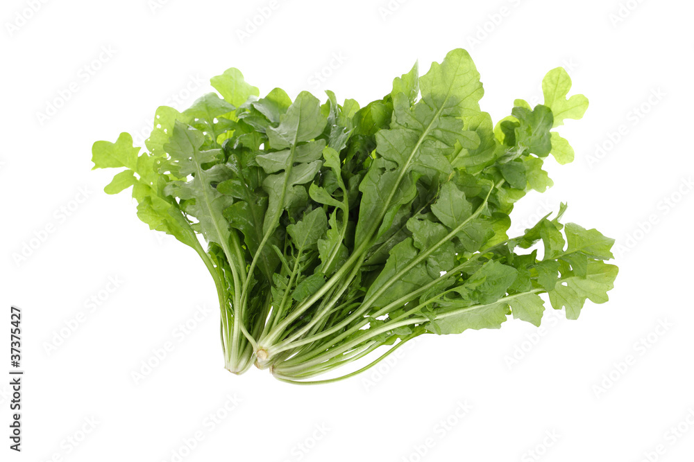 Fototapeta premium wild vegetable