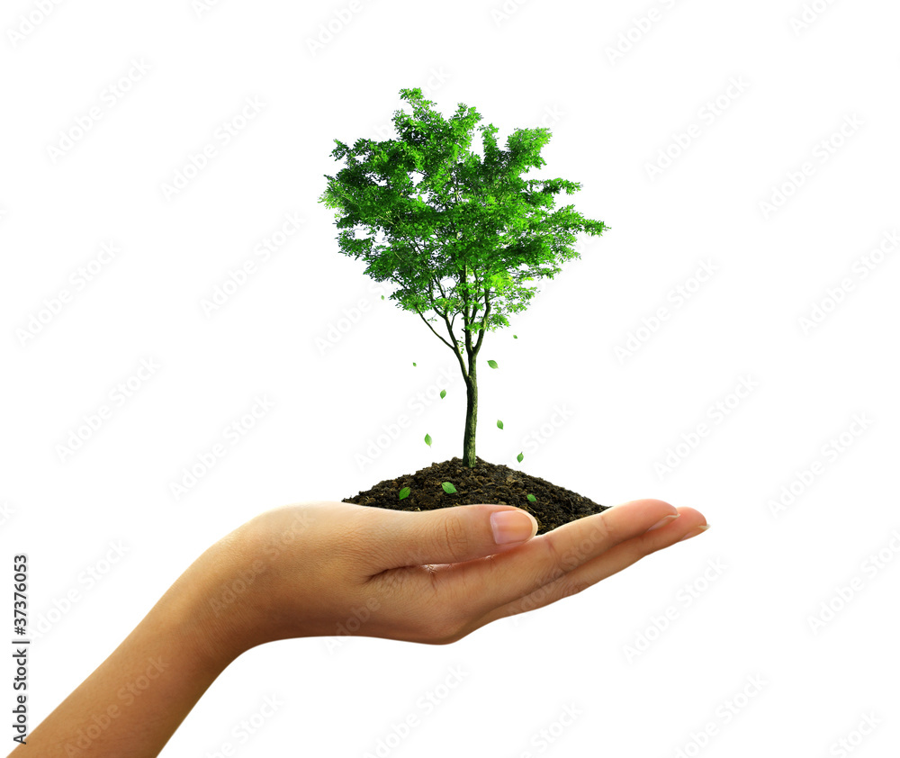 Growing green tree plant in a hand isolated on white background Growing green tree plant in a hand isolated on white background