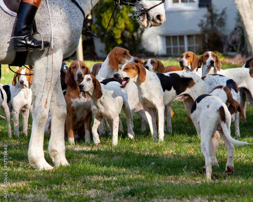 Foto American Foxhounds before a hunt