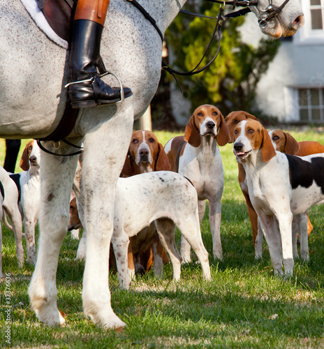 Konstfotografi American Foxhounds before a hunt
