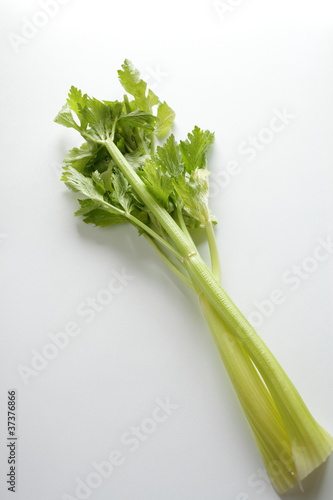 celery from Japan on white background with copy space