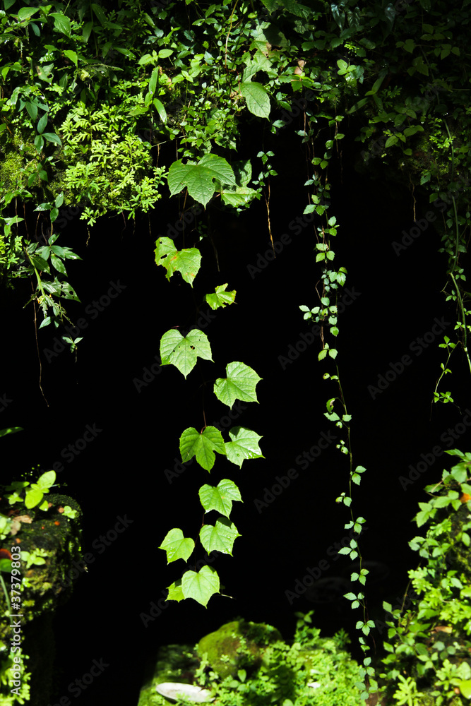 green leaves green leaves