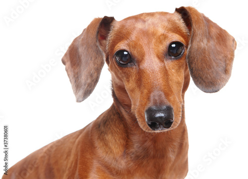 dachshund dog