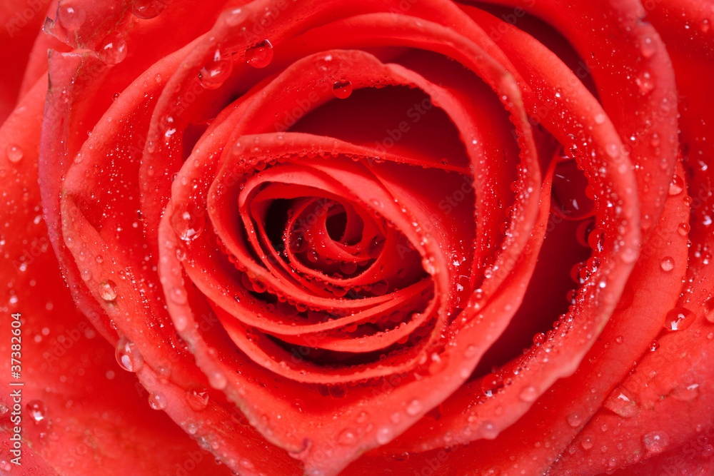 beautiful close up red rose