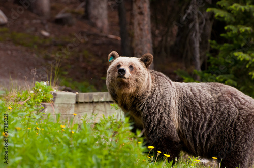 Closeup of grizzly bear © gnohz