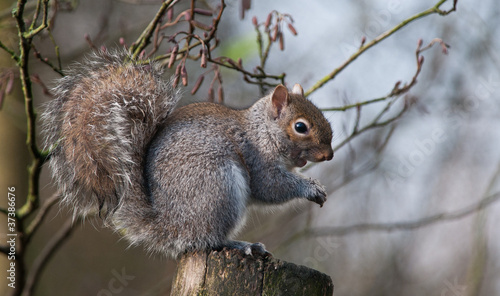 Squirrel © Stef Bennett