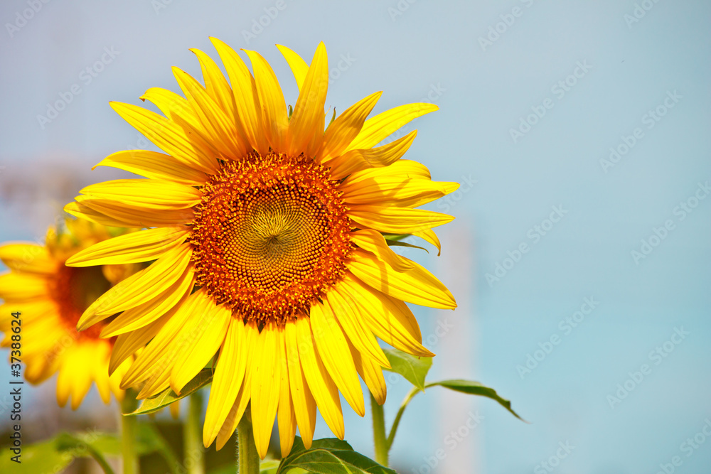 sunflower in sunny day