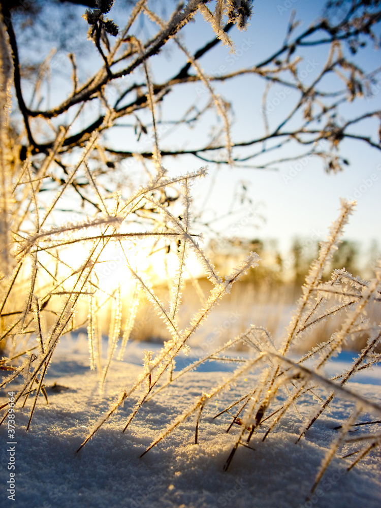 custom made wallpaper toronto digitalWinter in the finland