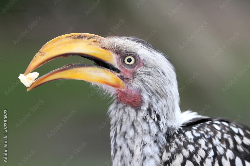 Ground Hornbill Bird with Food