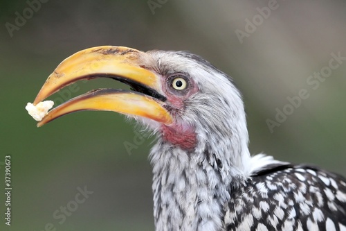 Ground Hornbill Bird with Food