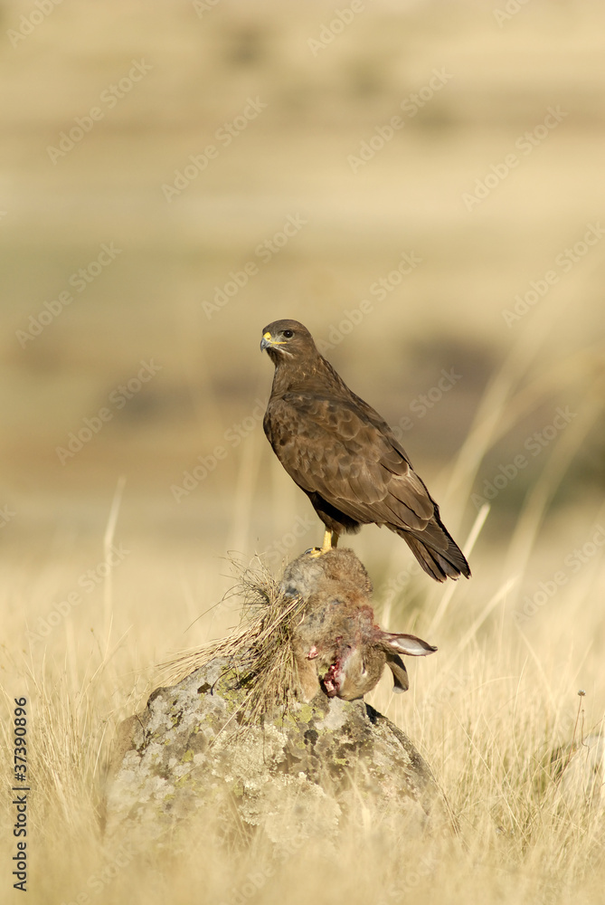 Fototapeta premium Un ratonero con presa muerta