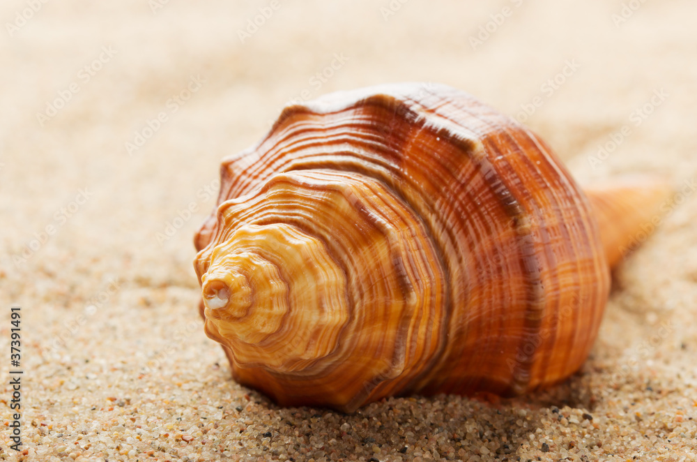 Sea shell lying on the pure yellow sand. Macro. Sea shell lying on the pure yellow sand. Macro.