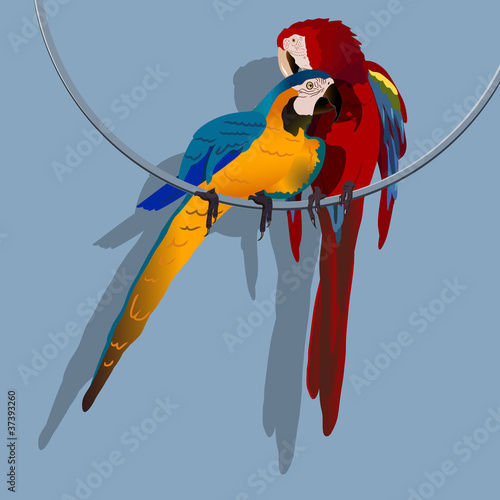parrot