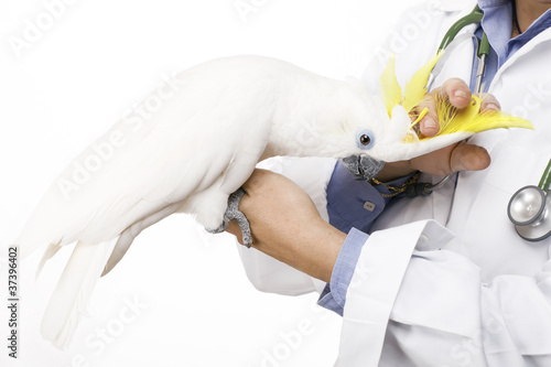 avian vet