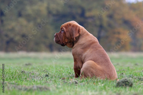 Bordeaux Dogge