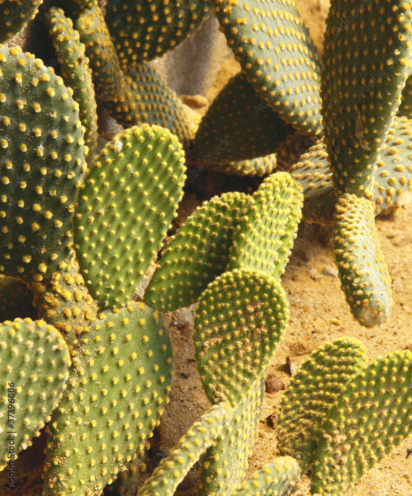 Detail of cactus growing in the garden. Detail of cactus growing in the garden.