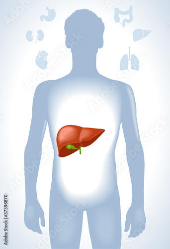 human liver