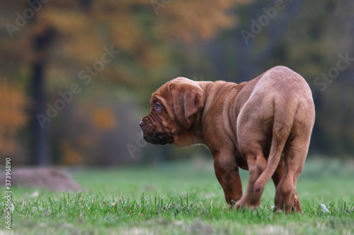 Bordeaux Dogge