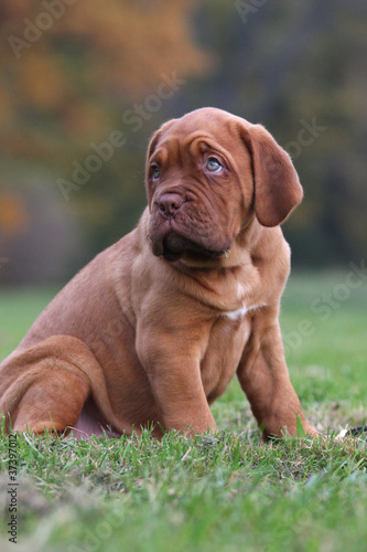 Bordeaux Dogge