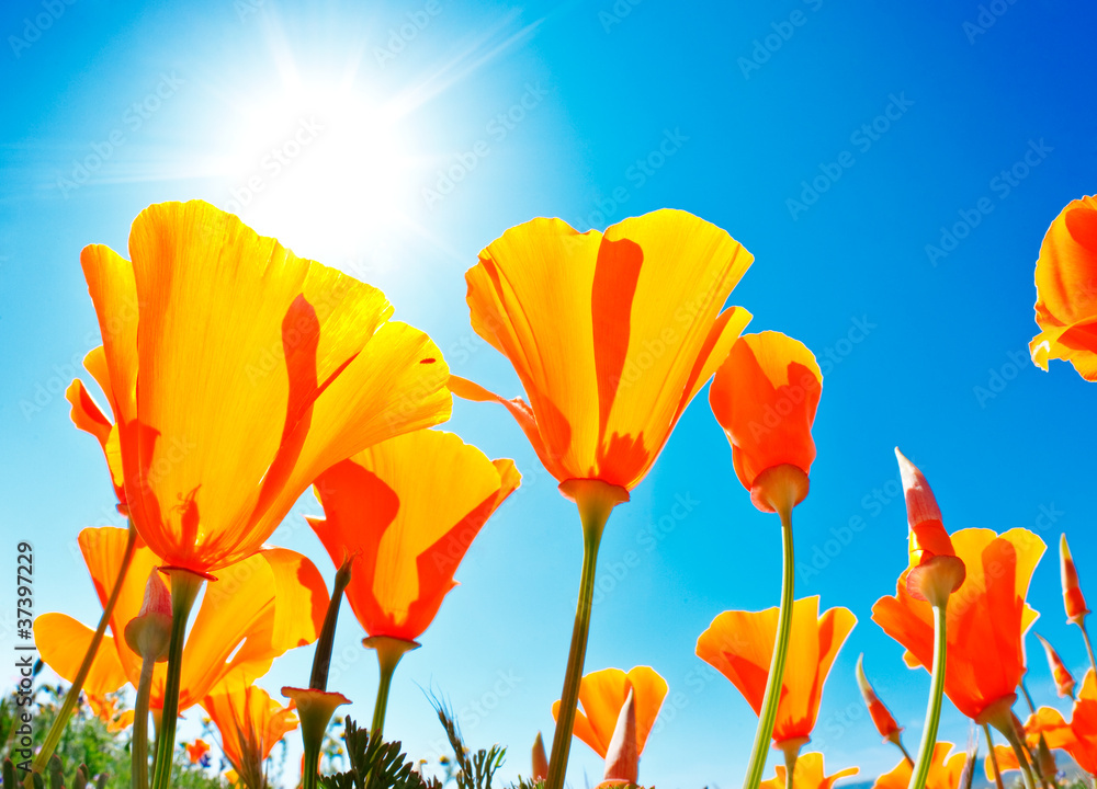 Obraz premium Field of Flowers with Blue Sky, Macro View