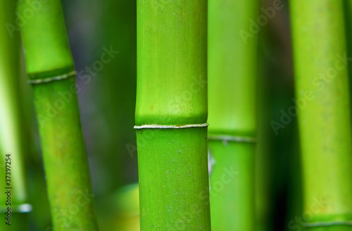 Green Zen Bamboo