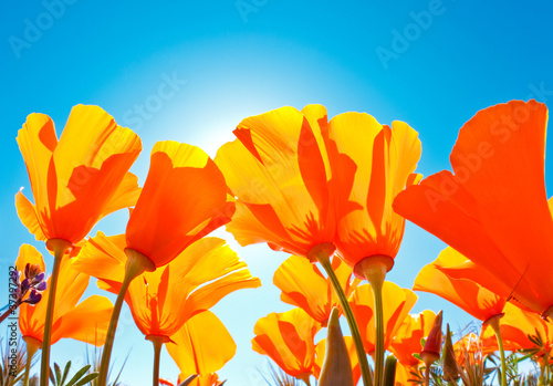 Fototapeta Naklejka Na Ścianę i Meble -  Field of Flowers with Blue Sky, Macro View