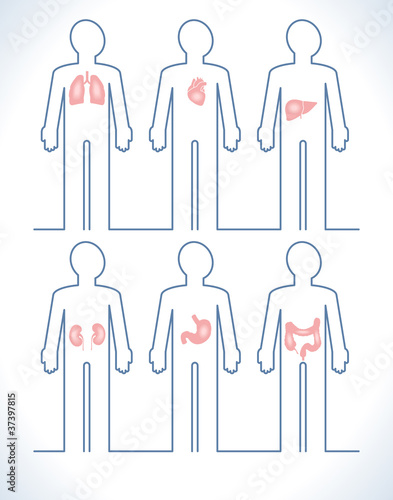 Organs in a human body