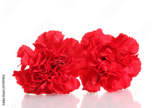 Two red carnation isolated on white © Africa Studio